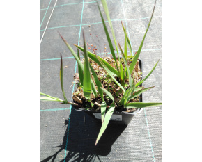 Panicum virgatum ‘Strictum’