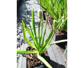 Camassia leichtlinii ‘Caerulea’