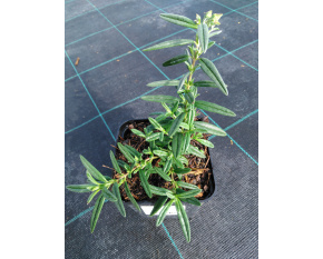 Helianthemum ‘Supreme’
