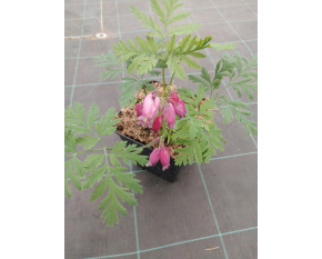 Dicentra formosa ‘Bacchanal’ P14x14