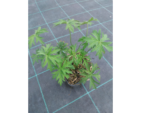Geranium clarkei ‘Kashmir Purple’