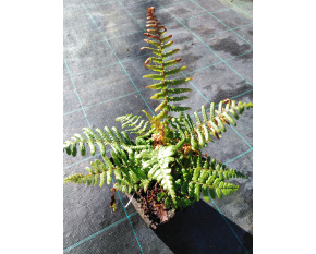 Dryopteris affinis