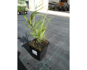 Hakonechloa macra ‘Aureola’