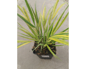 Hakonechloa macra ‘Aureola’