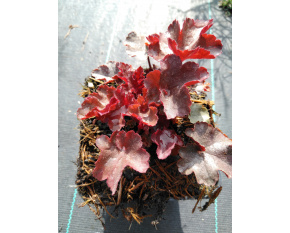 Heuchera ‘Melting Fire’