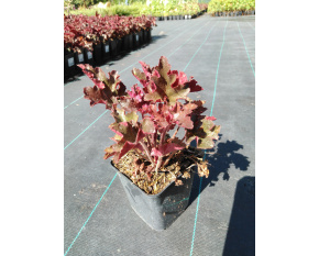 Heuchera ‘Melting Fire’