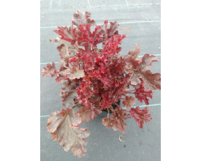 Heuchera ‘Melting Fire’