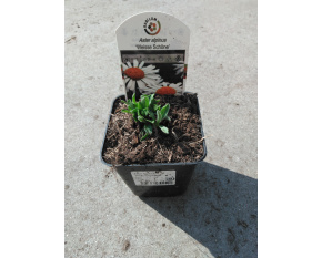 Aster alpinus ‘Weisse Schöne’