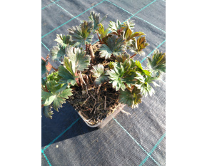 Aconitum carmichaelii ‘Arendsii’