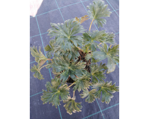 Aconitum carmichaelii ‘Arendsii’