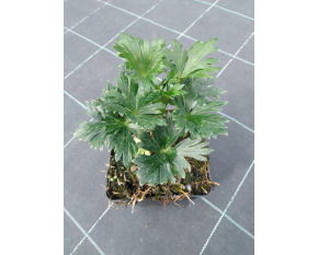 Aconitum carmichaelii ‘Arendsii’