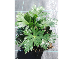 Aconitum carmichaelii ‘Arendsii’