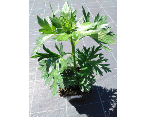 Aconitum carmichaelii ‘Arendsii’