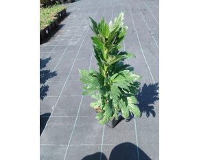 Aconitum carmichaelii ‘Arendsii’