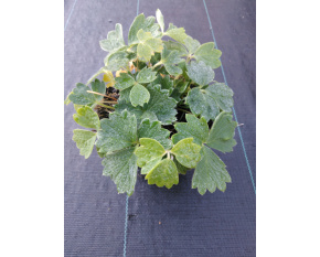 Potentilla megalantha