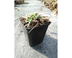 Potentilla megalantha