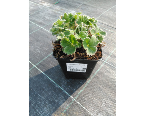 Potentilla megalantha