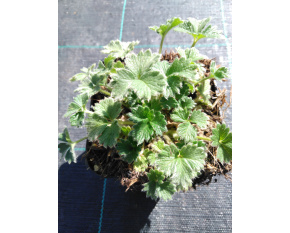 Potentilla megalantha