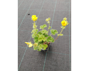 Potentilla megalantha