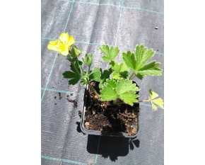 Potentilla megalantha