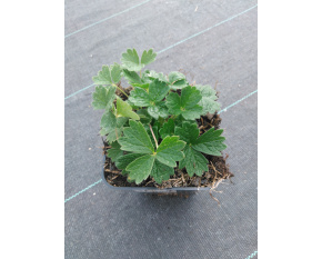 Potentilla megalantha