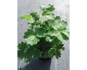 Potentilla megalantha