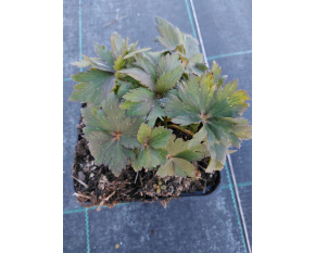 Trollius chinensis ‘Golden Queen’