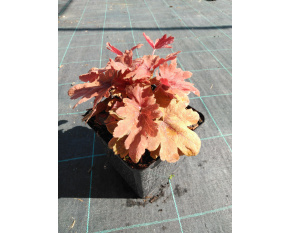 Heucherella ‘Sweet Tea’