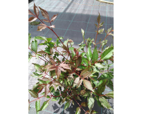 Astilbe japonica ‘Peach Blossom’