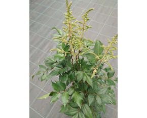 Astilbe japonica ‘Peach Blossom’