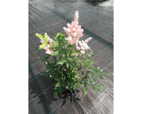Astilbe japonica ‘Peach Blossom’