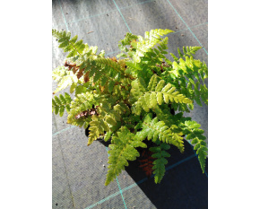 Dryopteris filix-mas