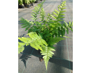 Dryopteris filix-mas