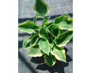 Hosta ‘Wide Brim’