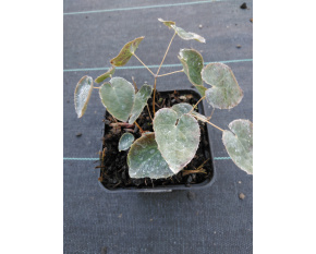 Epimedium x perralchicum ‘Frohnleiten’