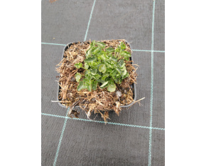 Campanula carpatica ‘White Clips’