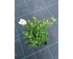 Campanula carpatica ‘White Clips’