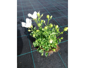 Campanula carpatica ‘White Clips’