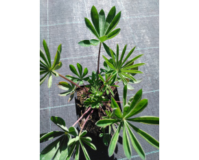 Lupinus polyphyllus ‘Gallery Pink’