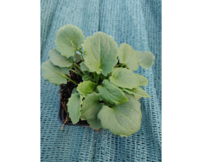 Doronicum orientale ‘Leonardo Compact’