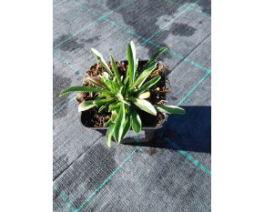 Aster alpinus ‘Dunkle Schöne’