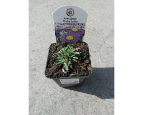 Aster alpinus ‘Dunkle Schöne’