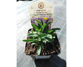 Aster alpinus ‘Dunkle Schöne’