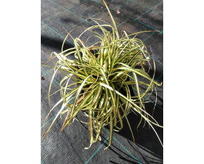 Carex oshimensis ‘Evergold’