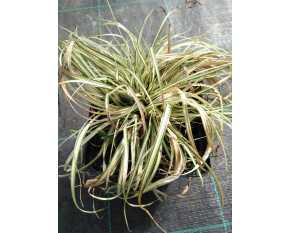 Carex oshimensis ‘Evergold’