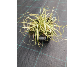 Carex oshimensis ‘Evergold’
