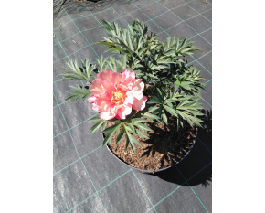 Paeonia ‘Julia Rose’