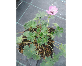 Geranium cinereum ‘Ballerina’