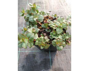 Monarda ‘Bee Happy’