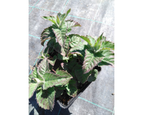 Monarda ‘Bee Happy’